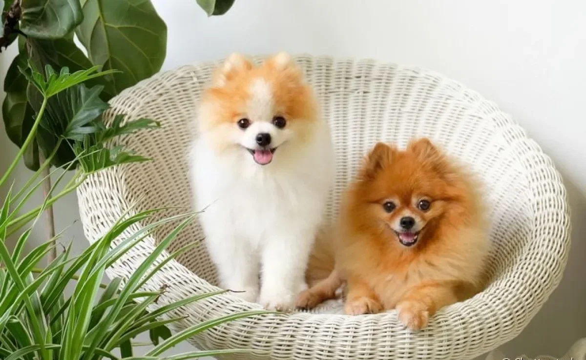 Os nomes para Lulu da Pomerânia podem ser bem criativos, chiques e fofos