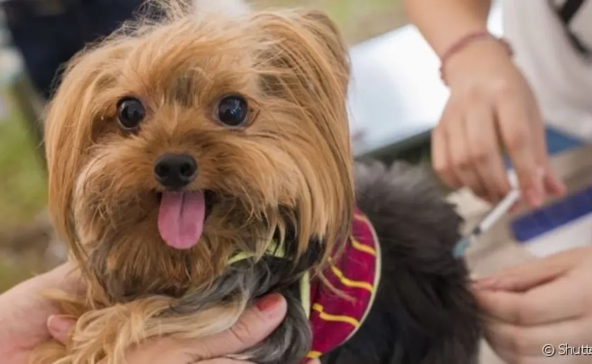 Vacina para cachorro previne diversas doenças graves que podem comprometer a saúde do pet