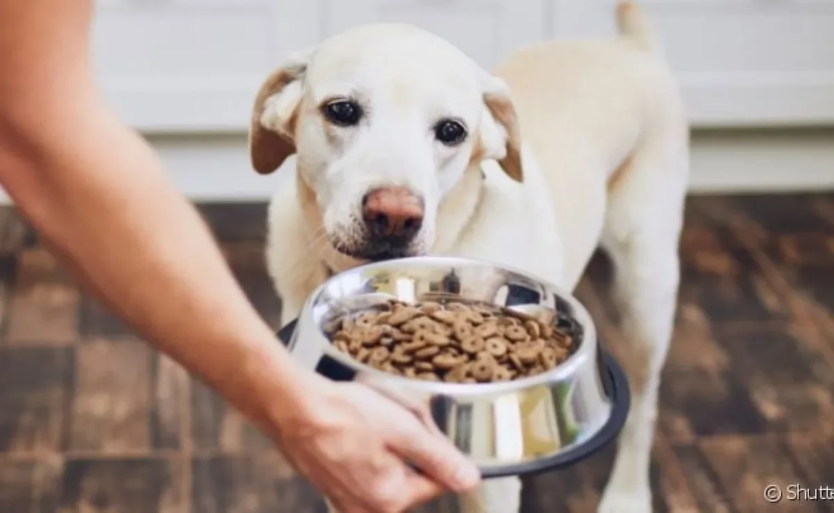  Para saber quando mudar a ração do cachorro e como fazer a troca do jeito certo, converse com um especialista 