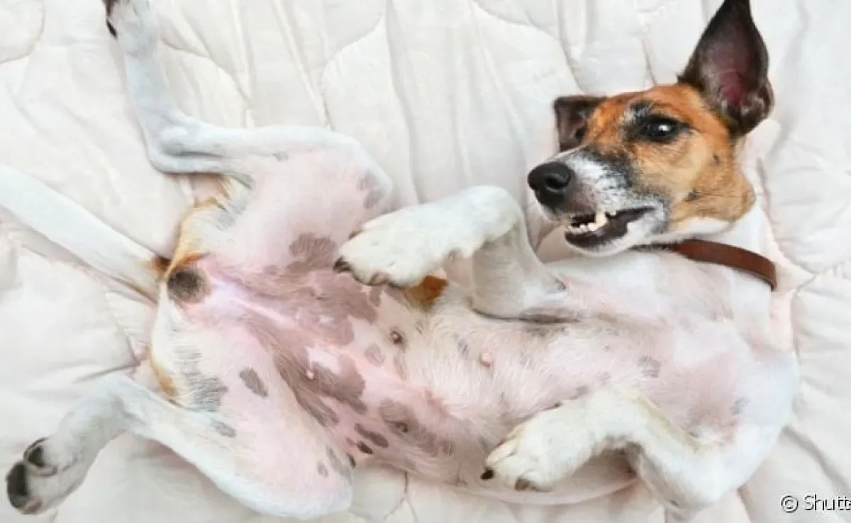 A vagina de cachorro é um órgão fundamental no sistema reprodutor