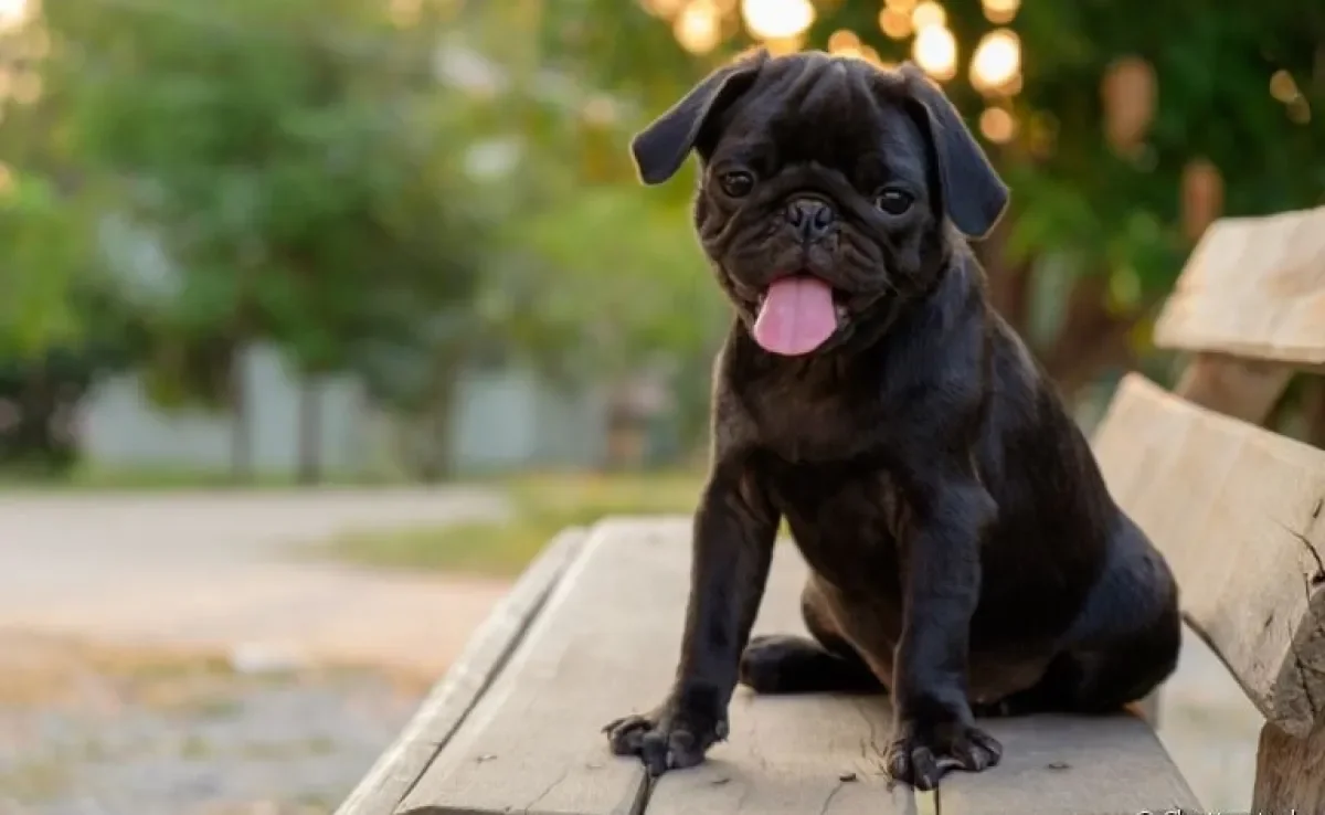 Veja qual é a raça de cachorro ideal para quem não curte passar tanto tempo fazendo exercício