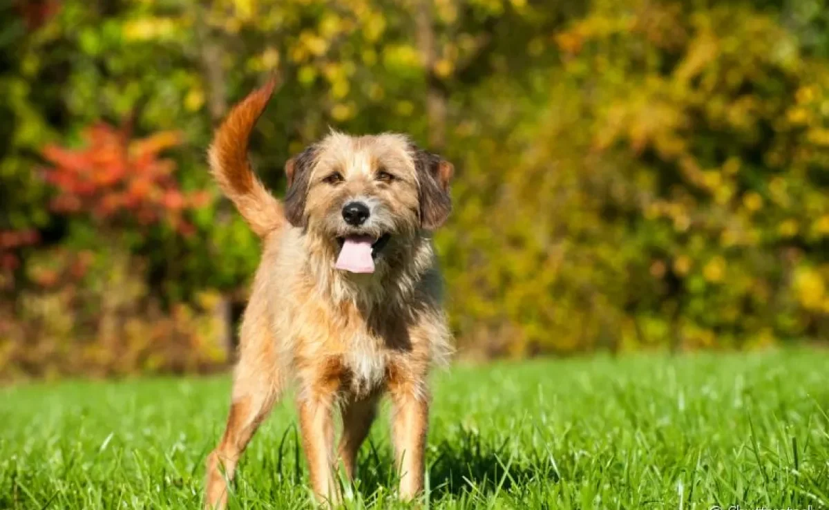 Descubra quais as raças de cachorro mais populares do Brasil