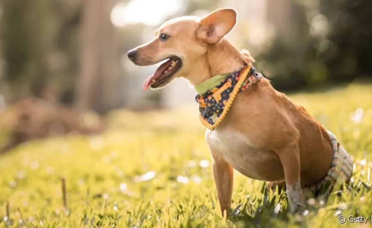  O saco de arrasto é um auxílio para o pet paraplégico