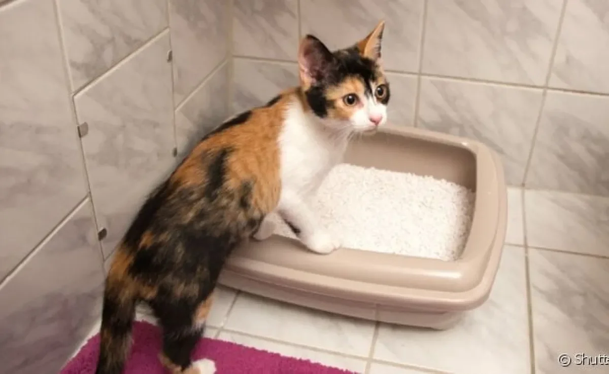  A areia silica para gatos é uma opção melhor que a granulado de madeira?