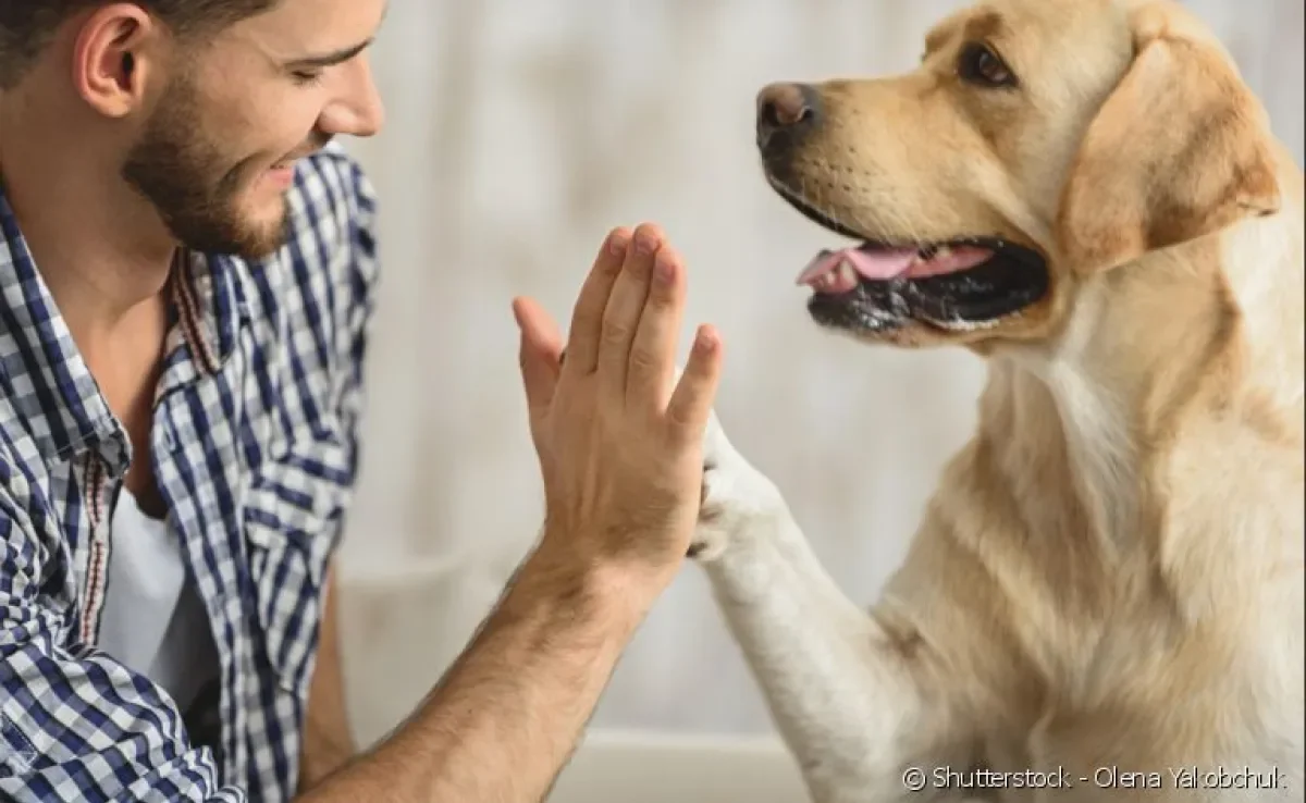 As raças de cachorro mais inteligentes vão te surpreender!