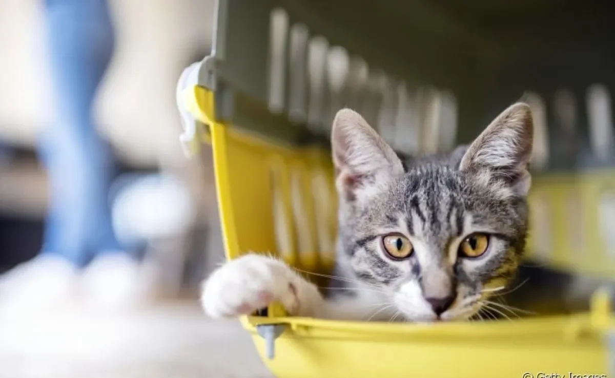 Qual a melhor: caixa de transporte para gatos ou bolsa de transporte? Descubra a resposta!