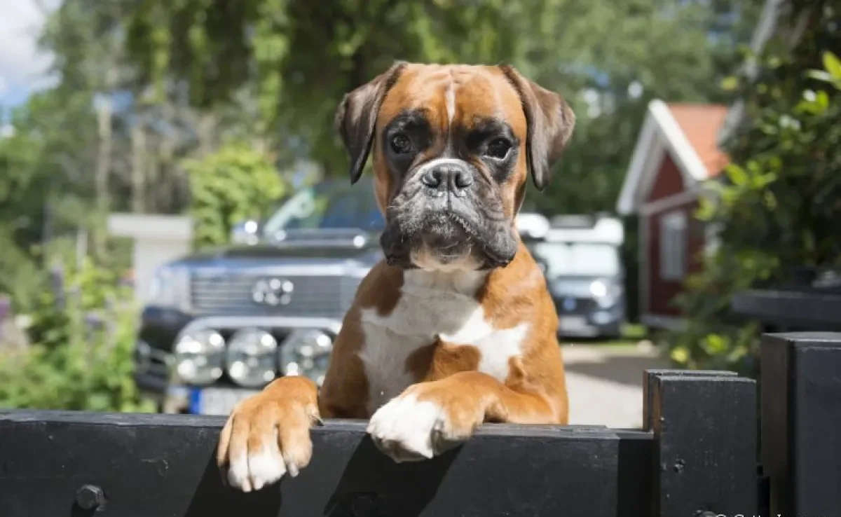 O Boxer é um cachorro engraçado e, ao mesmo tempo, protetor