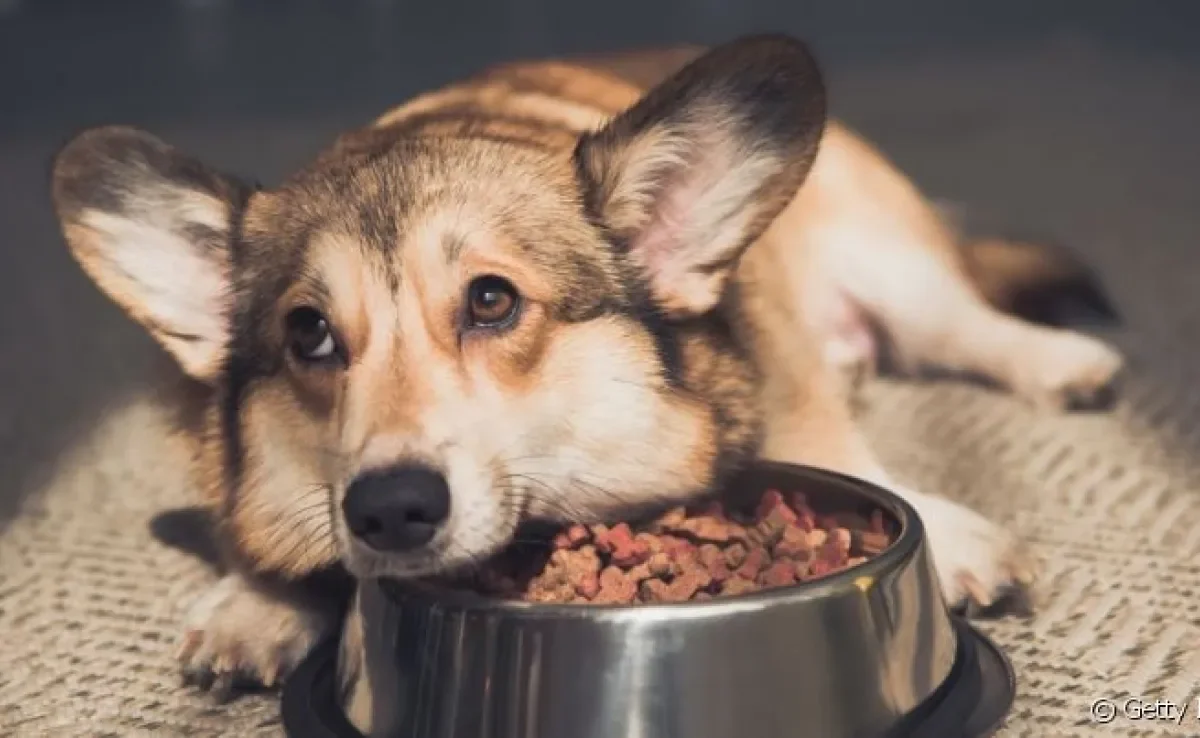Cachorro com prisão de ventre pode perder o apetite e ficar apático.