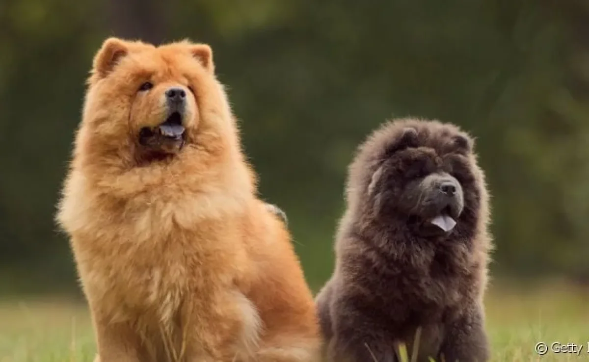 O Chow Chow é um cachorro retraído, mas que pode ser um ótimo cãopanheiro!