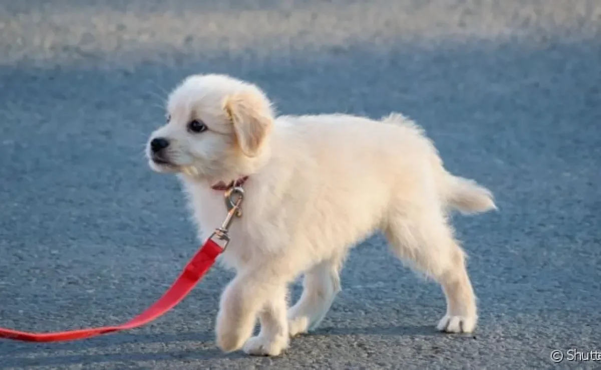  Posso dar banho no cachorro antes da vacina ou passear com ele? Saiba aqui! 