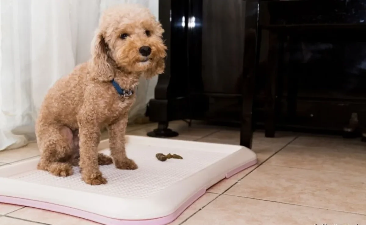 Como ensinar cachorro a fazer necessidades no lugar certo: treinamento constante é a melhor dica