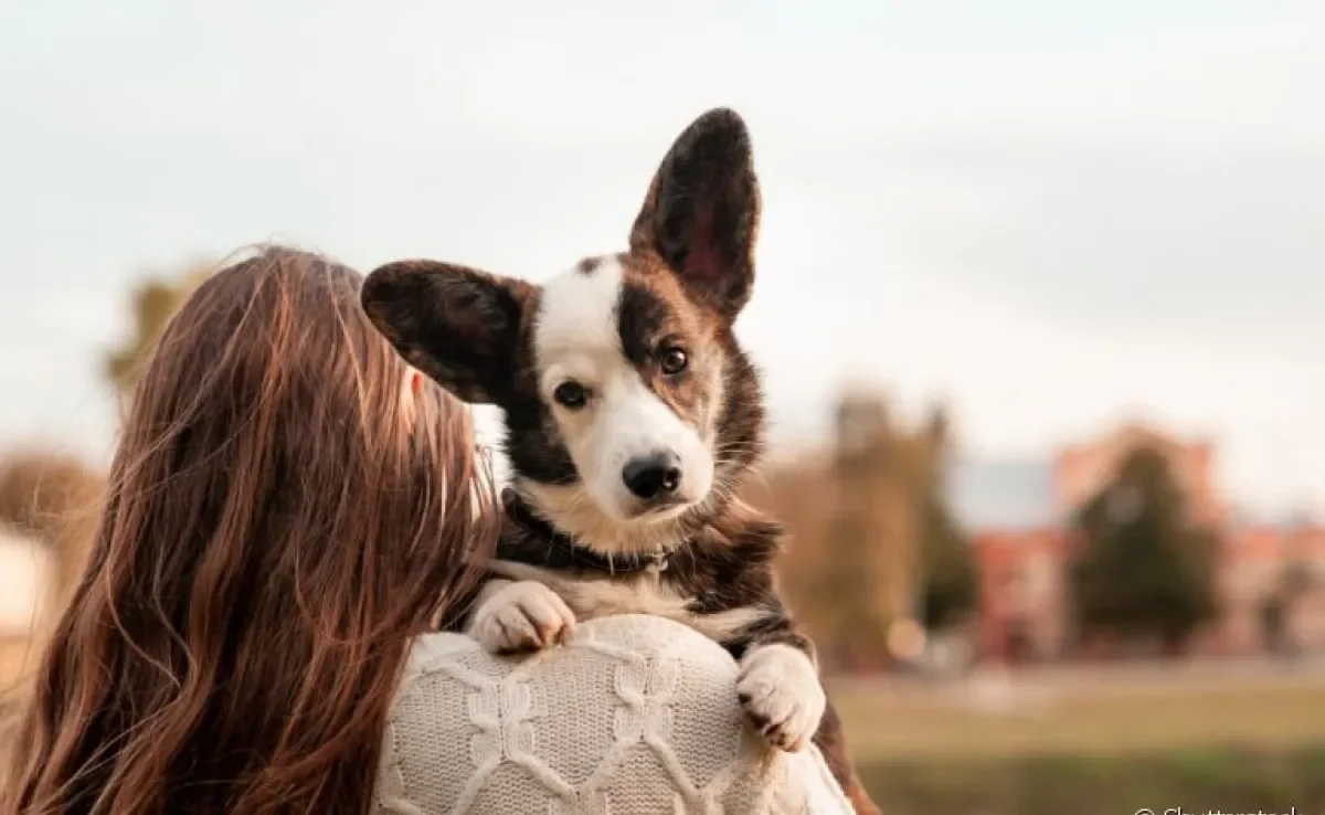  Escolher nomes de cachorro não é tão difícil quanto parece 