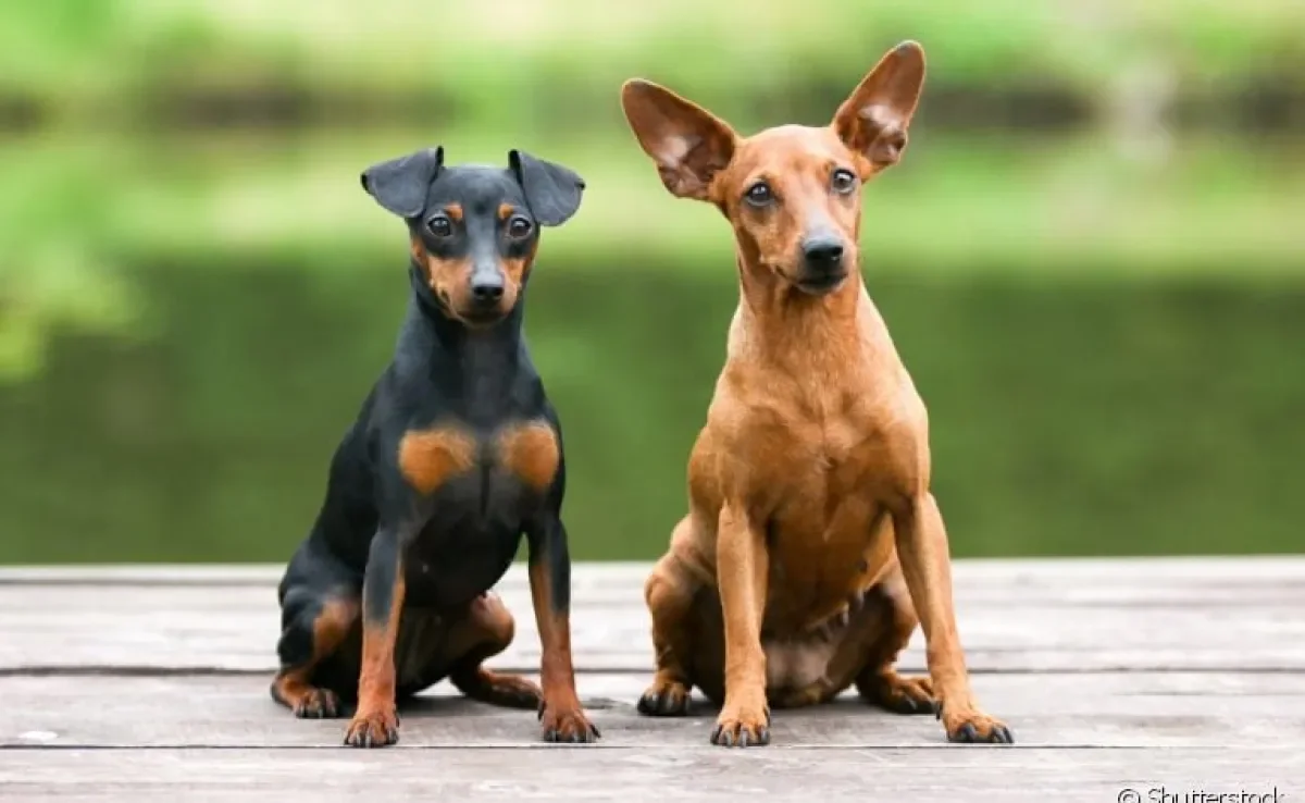 Saber como adestrar um Pinscher evita atitudes indesejadas 