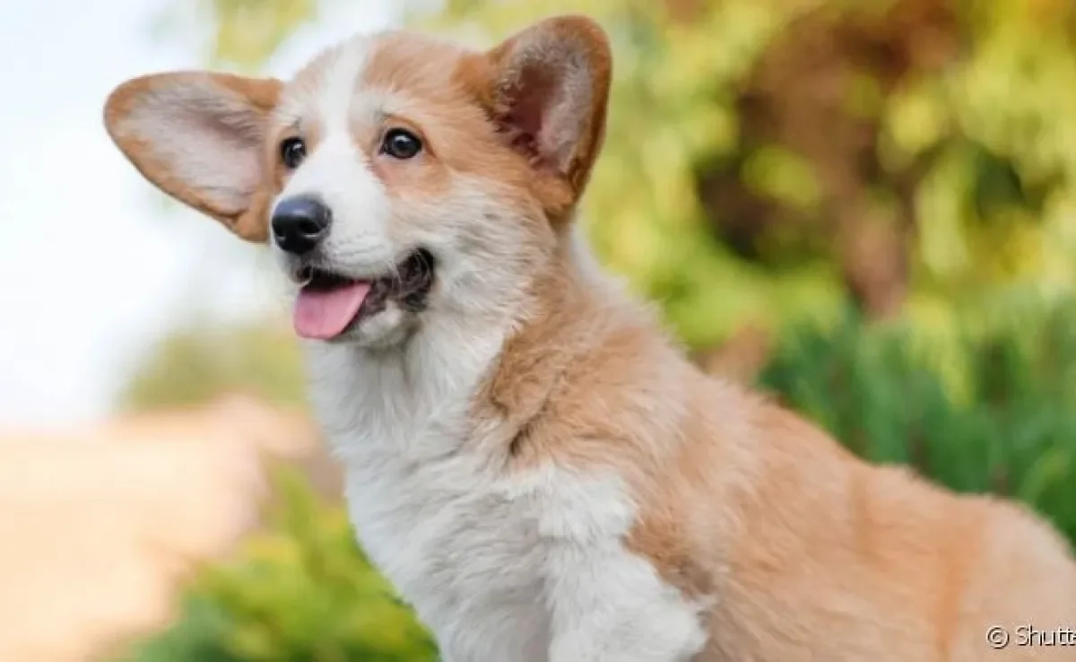 O cachorro Corgi tem uma aparência fofa, mas esconde uma personalidade protetora de cachorro pastoreio