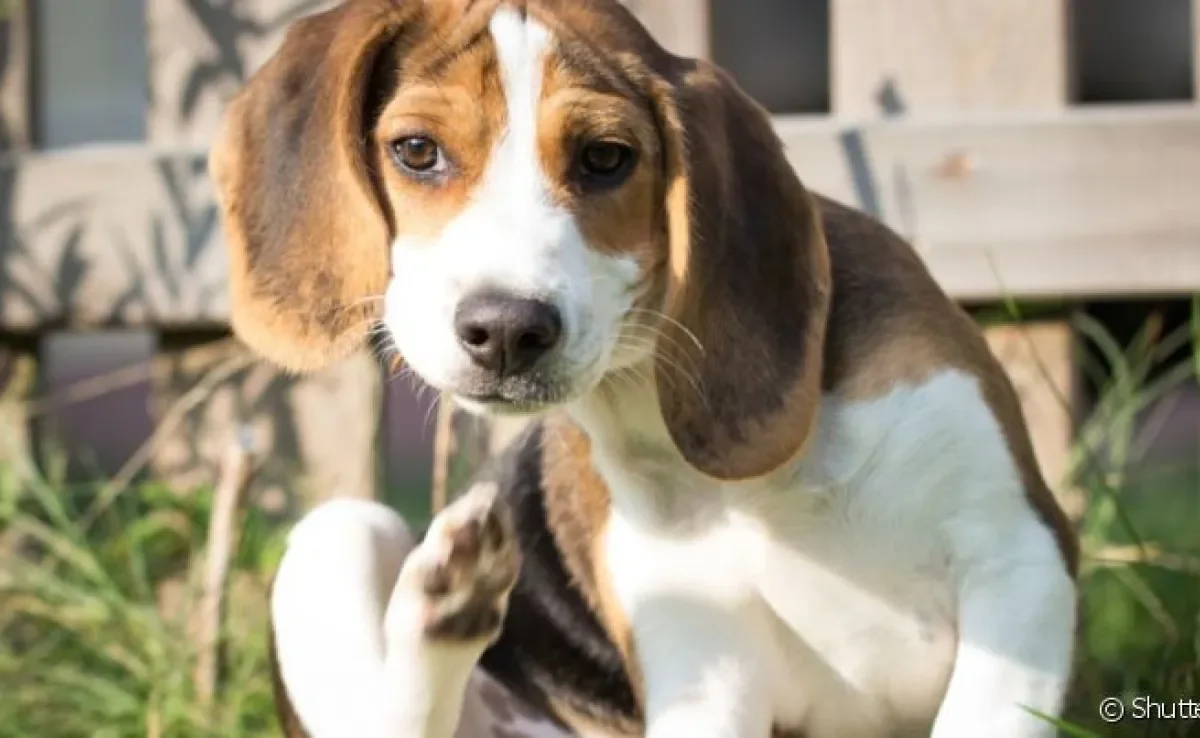  A dermatite em cachorro é uma dolorosa inflamação na pele 