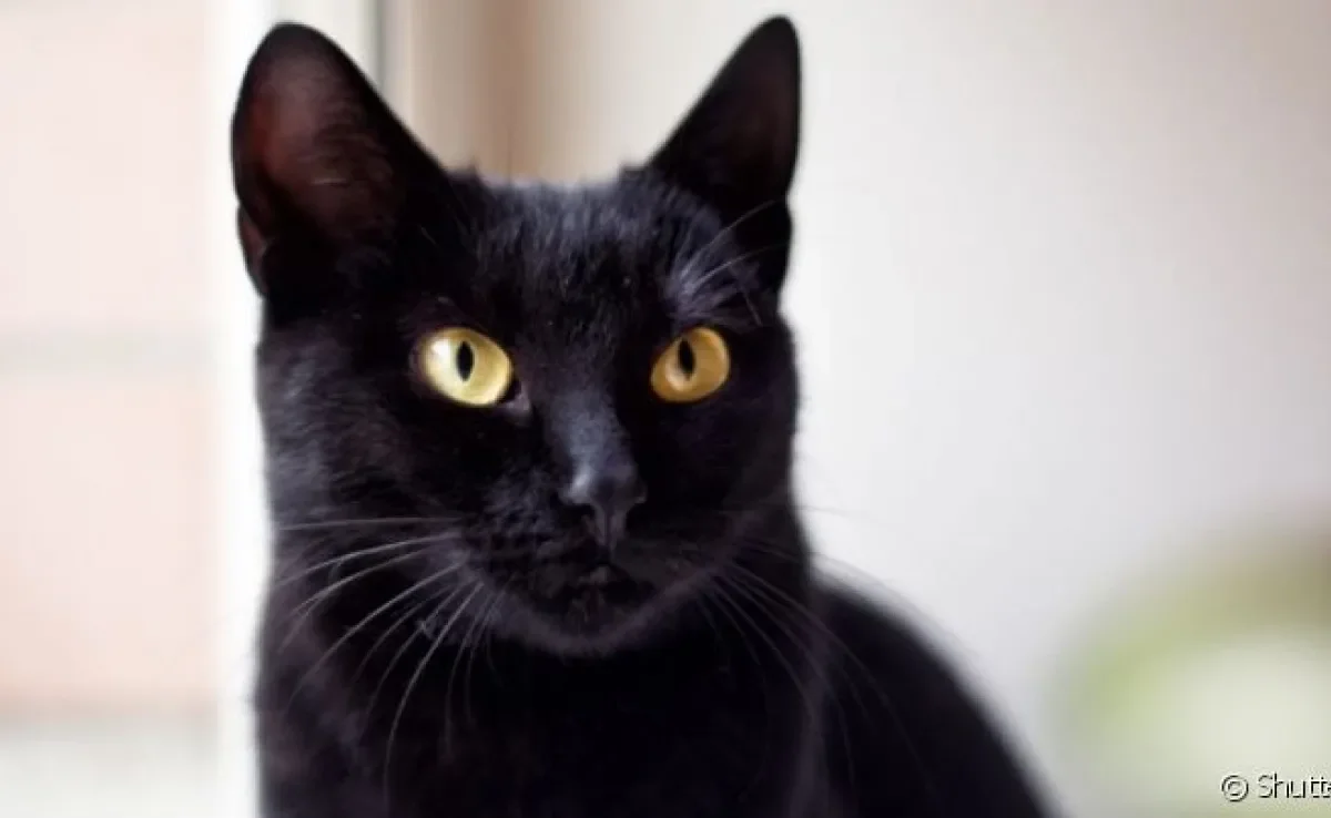 A dermatite em gatos é uma doença de pele comum que pode ter diferentes causas