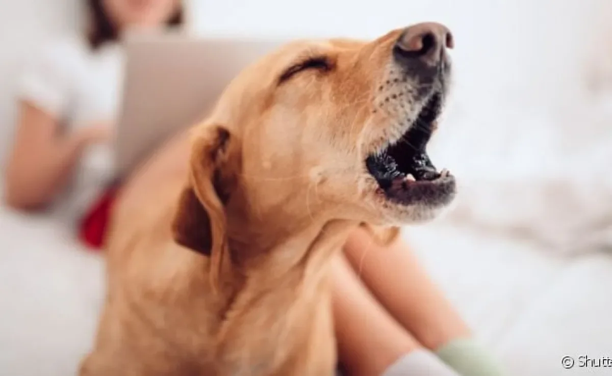  Descubra se pode dar calmante para cachorro que não para de latir