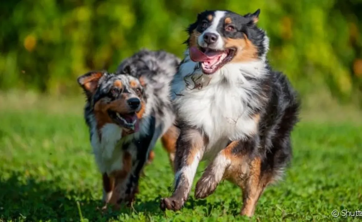 Aprender como socializar cachorros permite uma melhor relação entre pet e outros animais