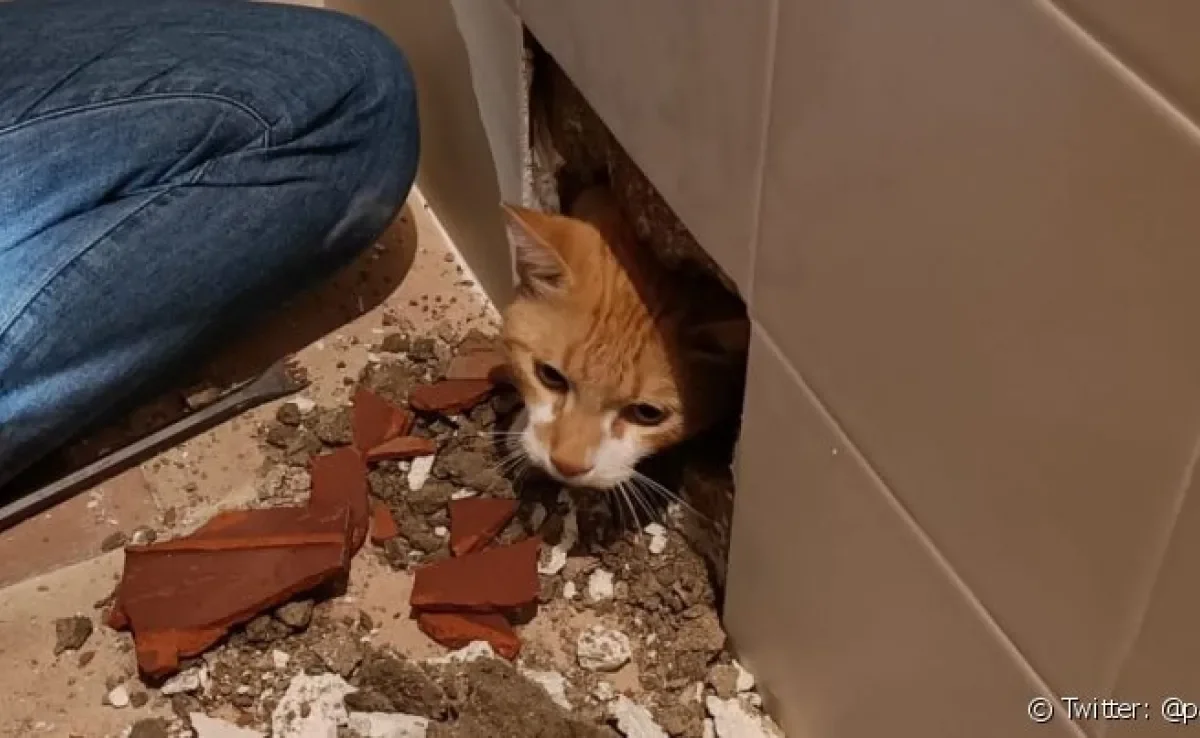 O gato se escondeu dentro da parede durante uma obra e depois foi resgatado pela tutora