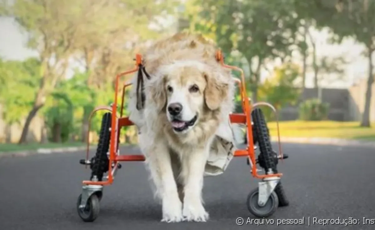  A Golden Retriever Julieta é um exemplo de superação 