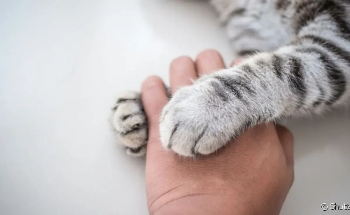 Crematório pet e cemitério de pets são locais que cuidam do corpo do gato após a morte