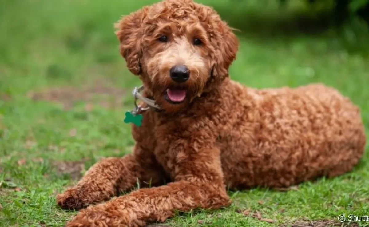  Labradoodle é um exemplo de mistura de raças de cachorros 
