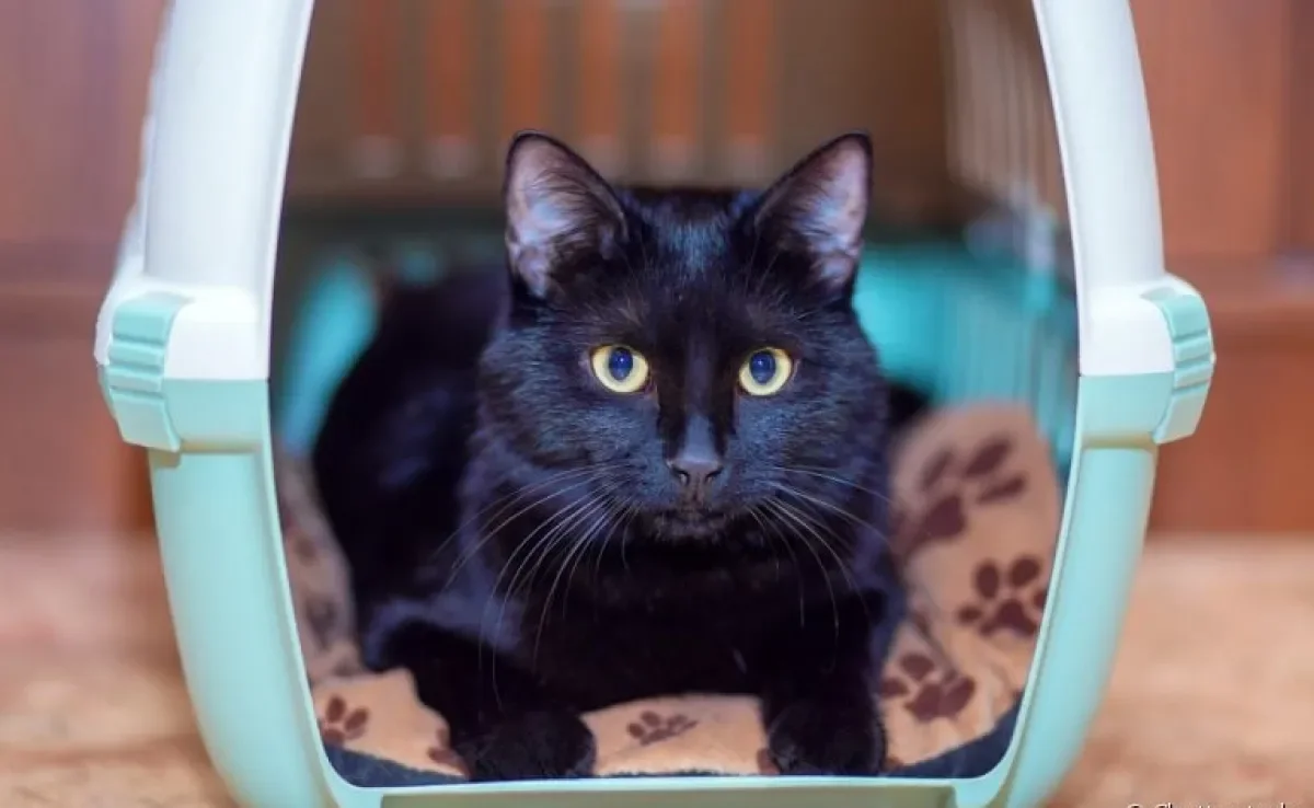  Gato estressado: o que fazer se você for mudar de casa? Veja algumas dicas! 