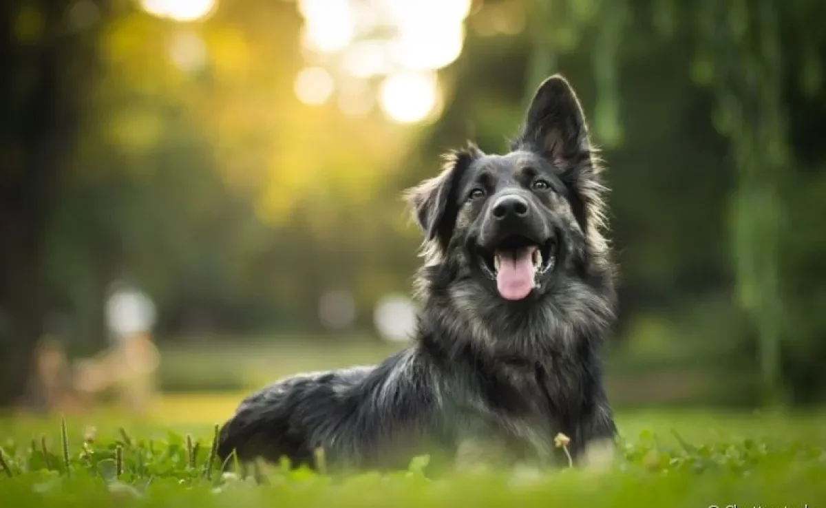 O nome de cachorro que você escolher é o que vai marcar a vida do seu amigo para sempre