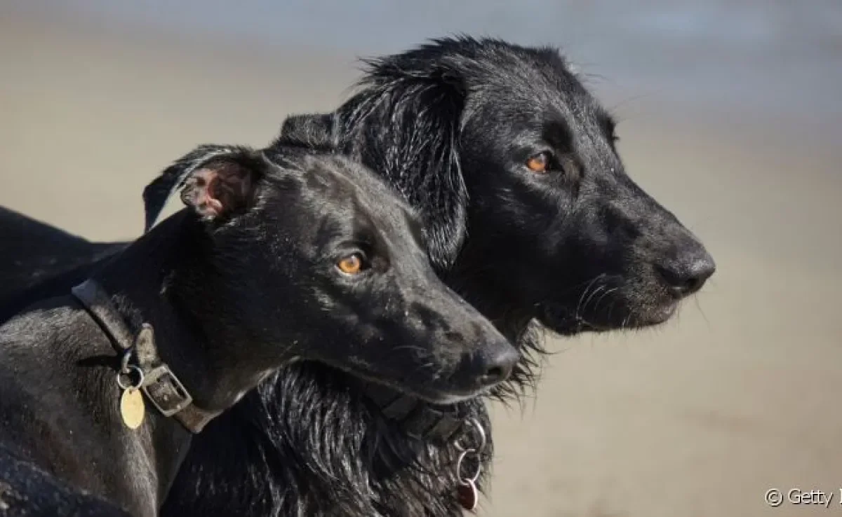  Tá com dúvida para escolher nome para cachorro preto? Olha essas dicas! 