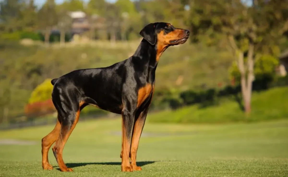 A síndrome de Wobbler é mais frequente em cachorro Doberman e raças grandes