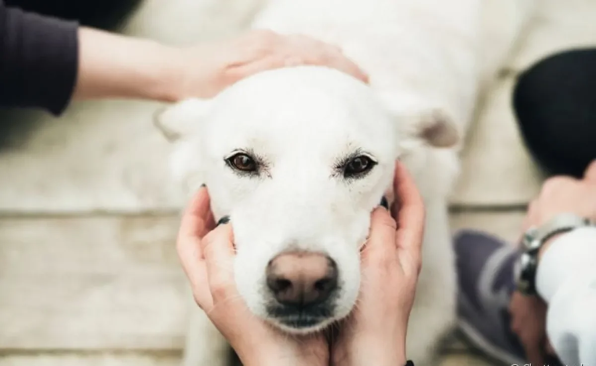 Saber onde fazer carinho no cachorro torna tudo mais tranquilo