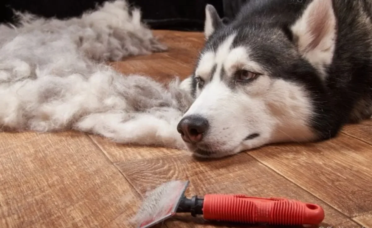 Por que cachorro solta muito pelo? Veja as raças mais propensas a isso
