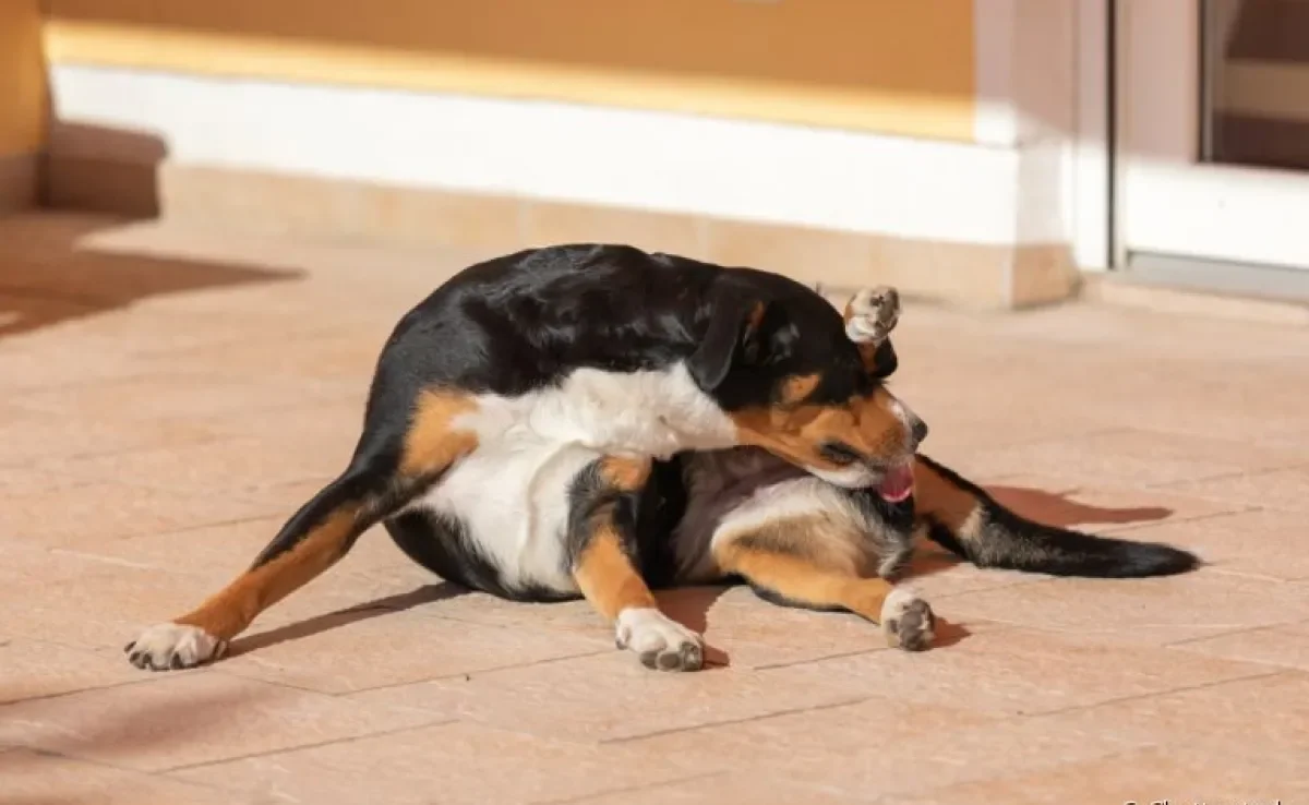 O motivo por que o cachorro lambe as partes íntimas é limpeza da região ou mero hábito