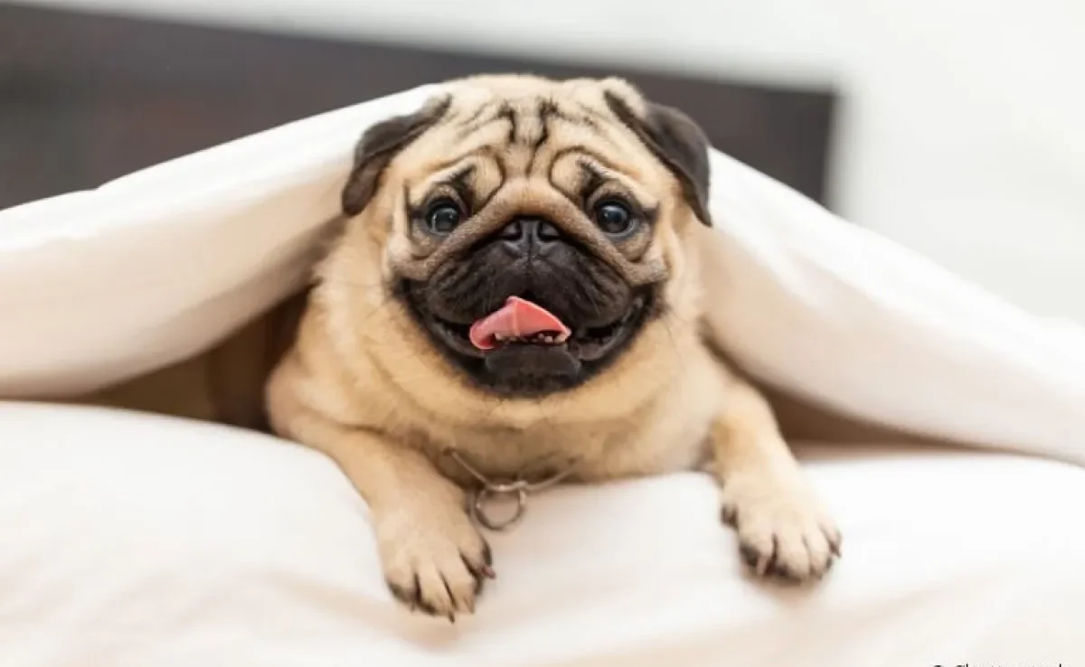 Descubra o que pode causar alergia no seu cachorro Pug e como cuidar para que isso não aconteça