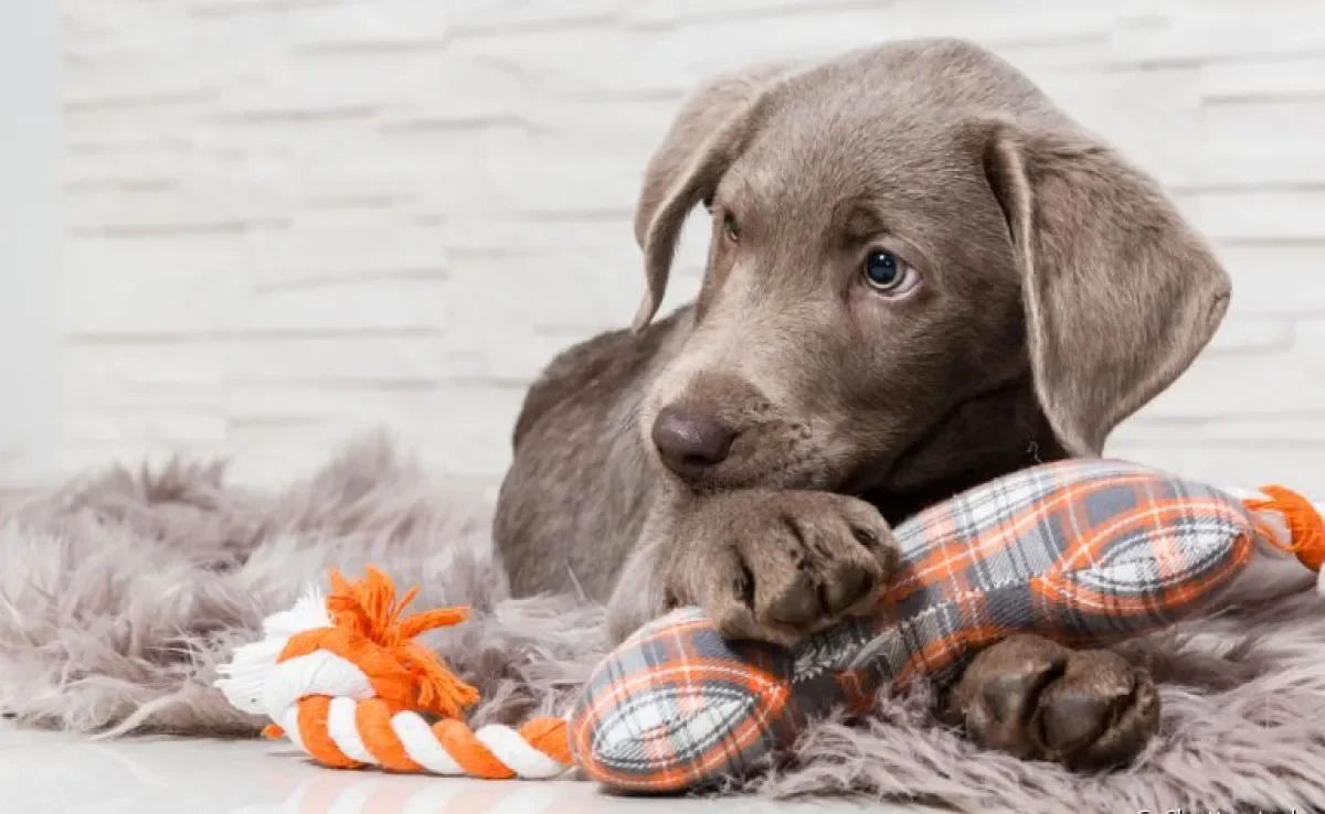 Brinquedos para cachorro filhote: pelúcia, mordedores e bolinhas são as melhores opções