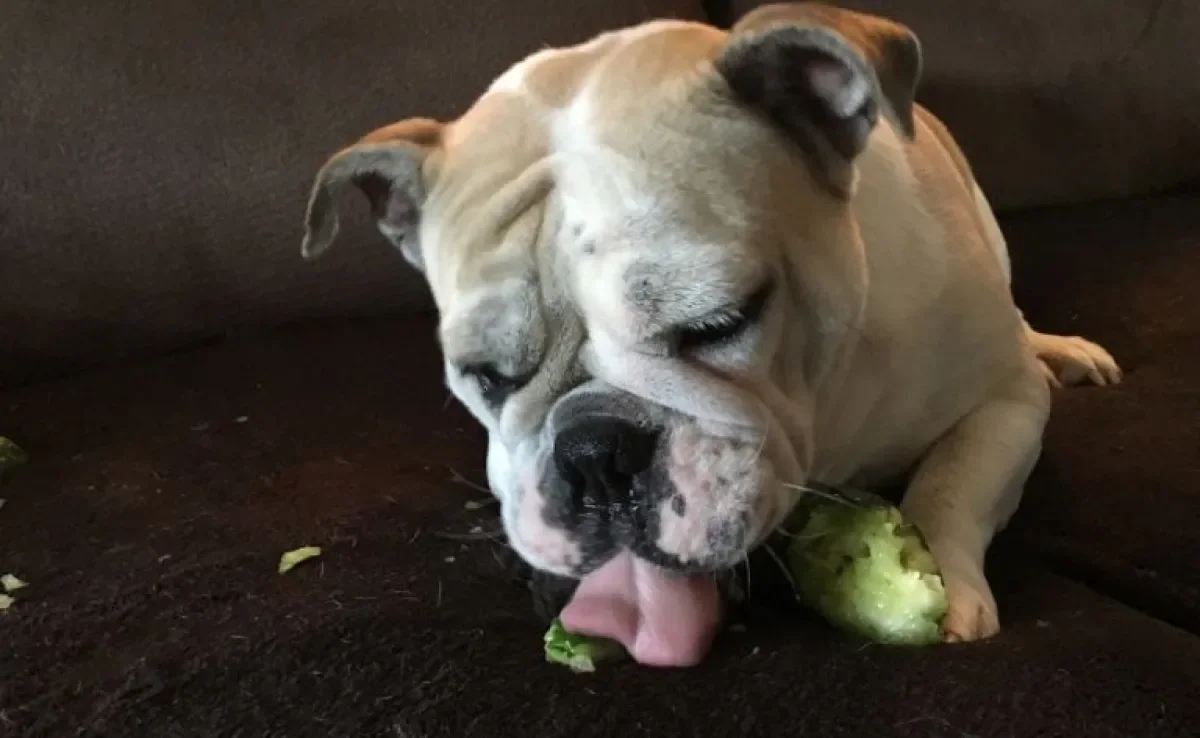  Quiabo para cachorro é permitido ou faz mal?