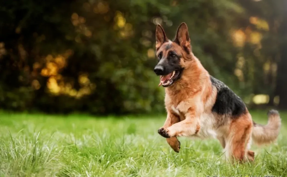 Descubra mais sobre as raças de cachorro grande mais populares por aqui 