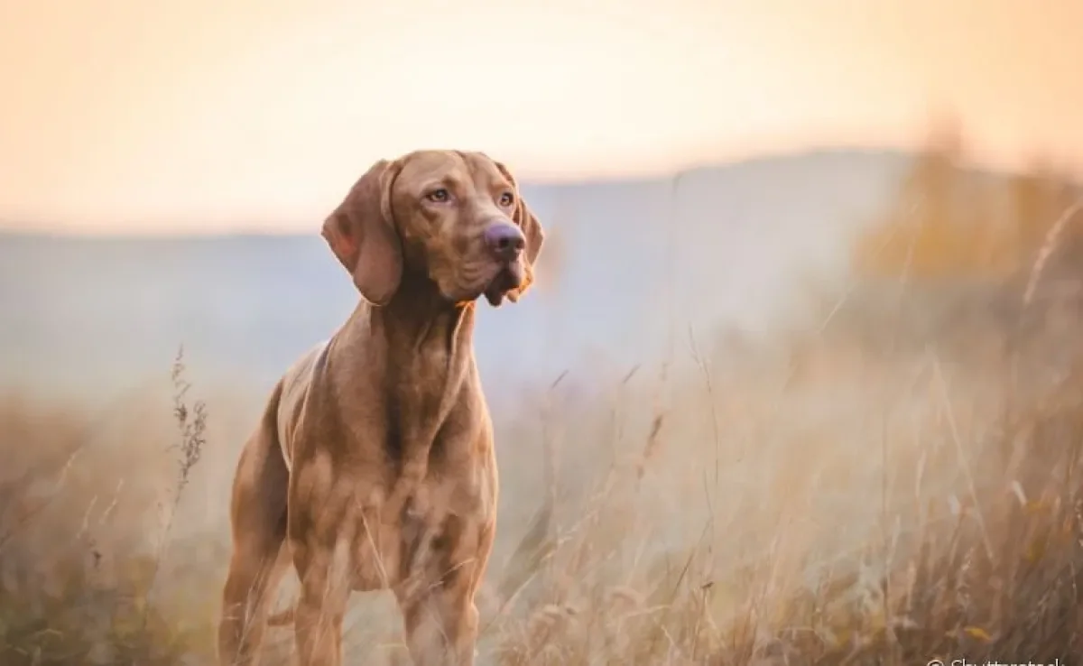 Nomes para cachorro com referências geeks são uma ótima ideia