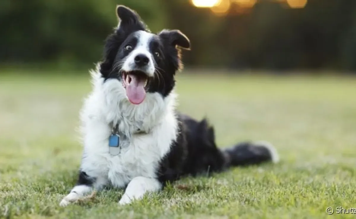 A expectativa de vida de um cachorro pode aumentar com cuidados básicos no dia a dia