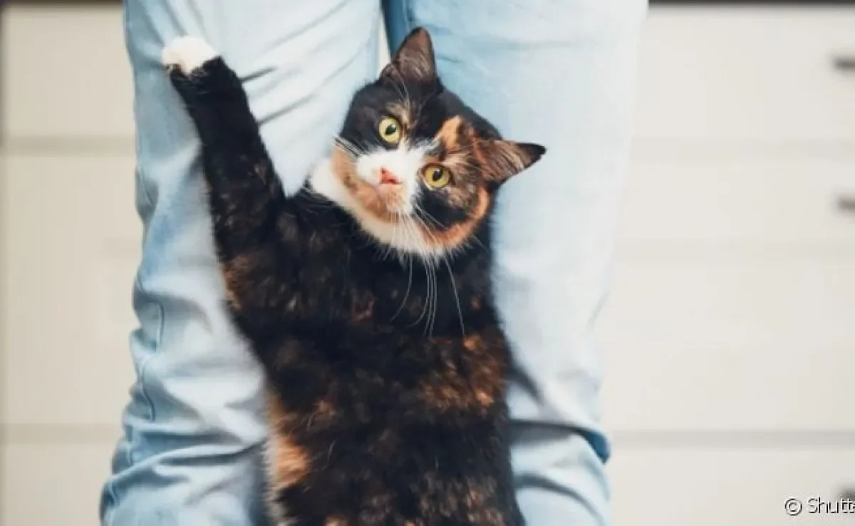  Gato arranhando, bem como outras atitudes felinas, podem ter muitos significados que entendemos errado 