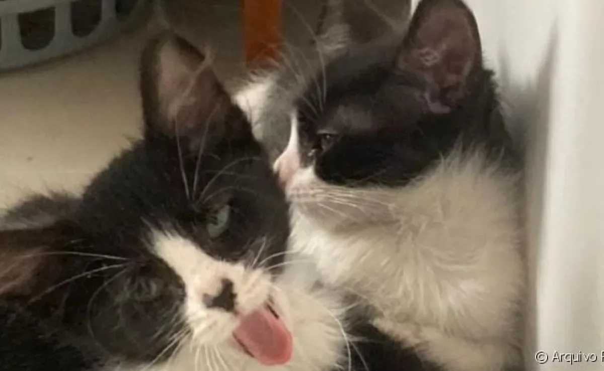  Olga e Potemkin são dois filhotes de gato que foram adotados juntos 