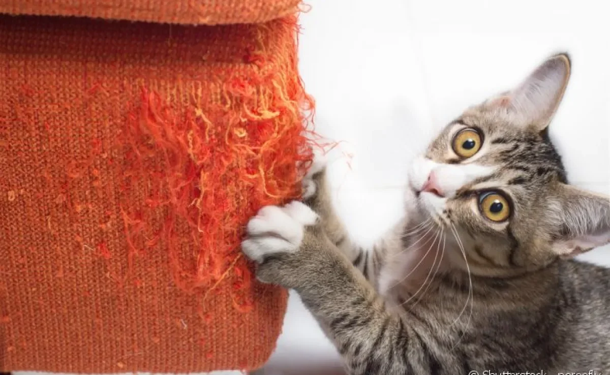 Arranhador para gatos: acessório mantém seu sofá e outros móveis a salvo.