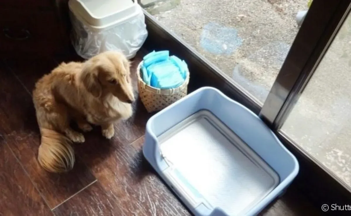 O banheiro inteligente para cachorro é bem fácil de limpar.