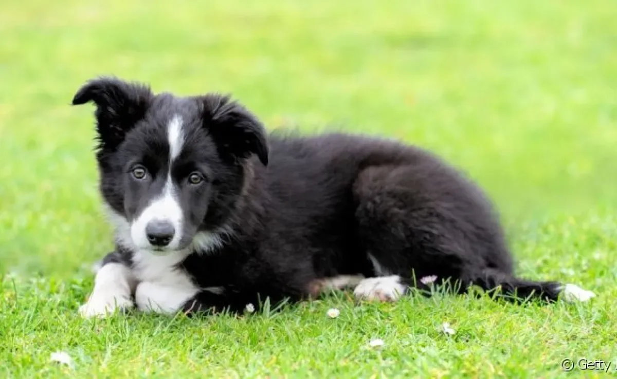 O filhote de Border Collie é cheio de energia