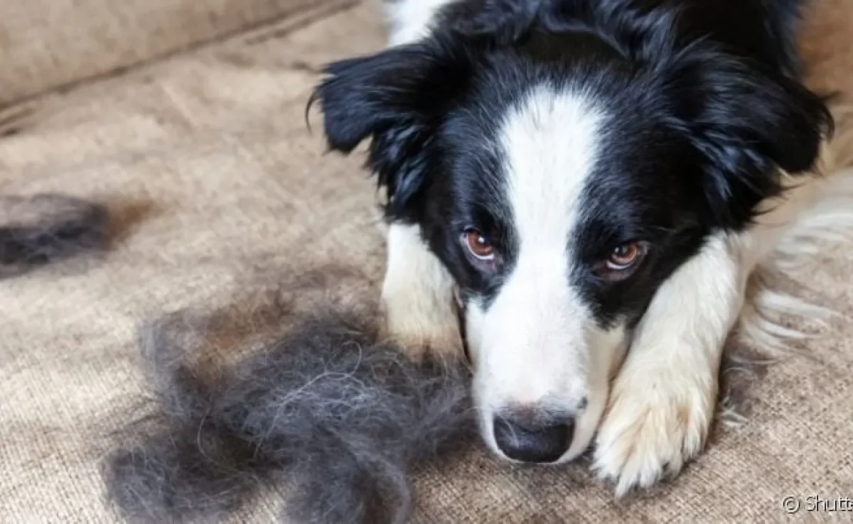  A troca de pelagem do cachorro Border Collie se adapta às estações do ano 