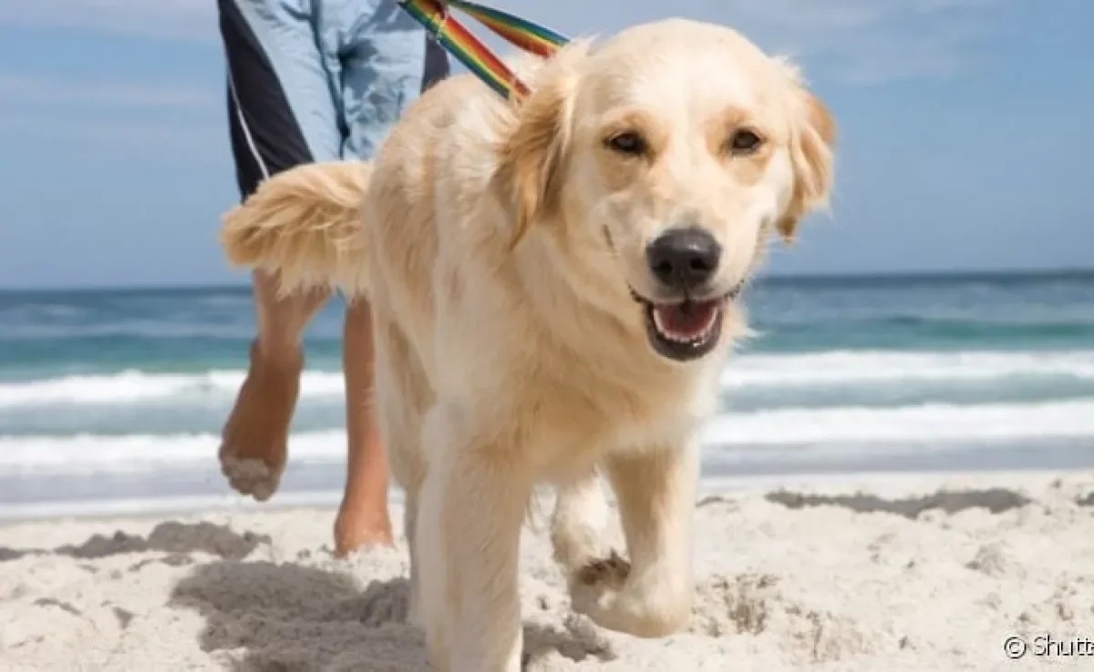  Cachorro sente calor e precisa de cuidados especiais no verão 