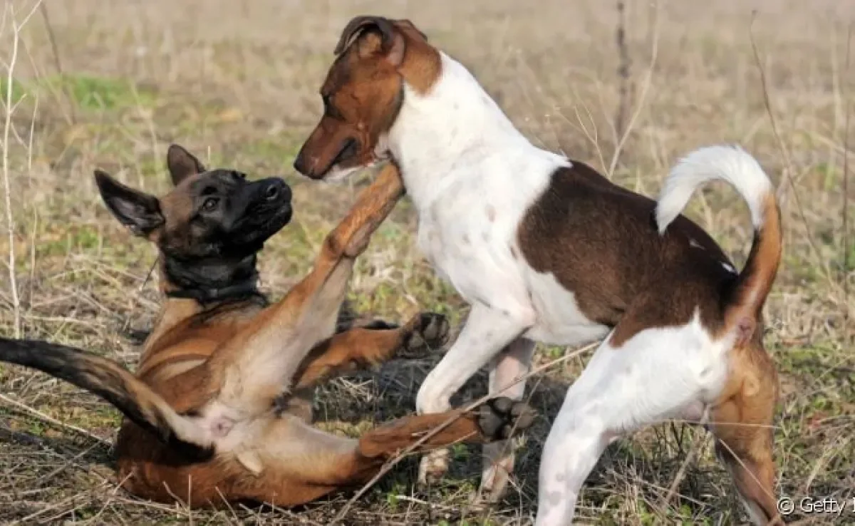  Cão dominante: família é matilha que ele pensa em proteger 