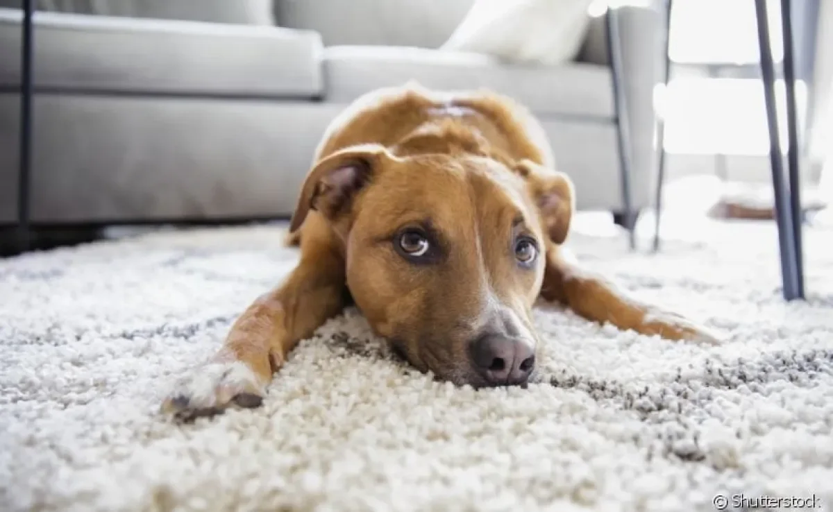 O melhor cachorro para apartamento pode ser grande ou pequeno