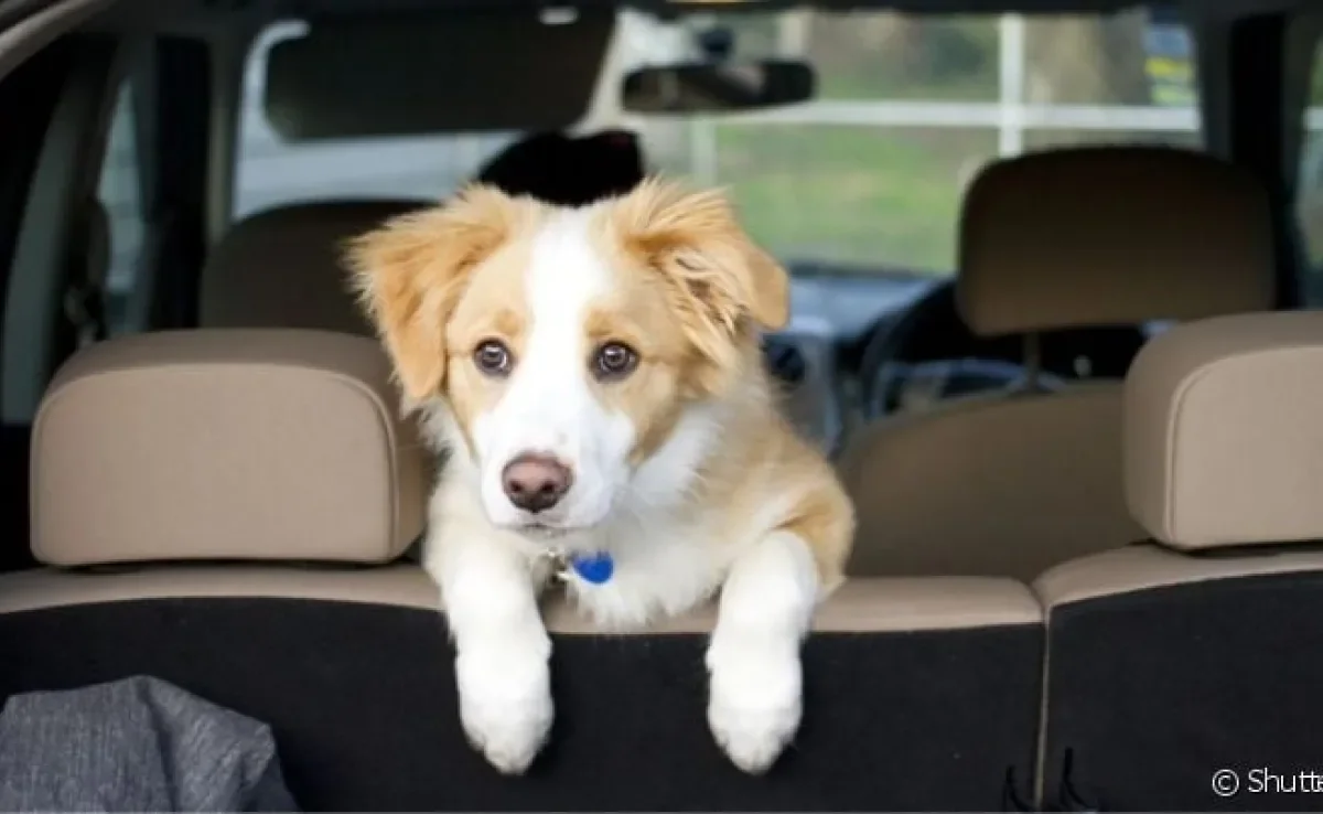 O cachorro vomitando no carro acontece quando pet fica enjoado com o movimento do automóvel