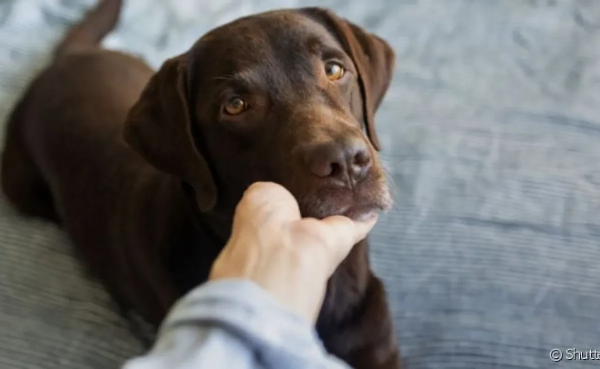 O câncer em cachorro pode ser prevenido com algumas mudanças na rotina